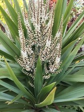 Cordyline Australis 50