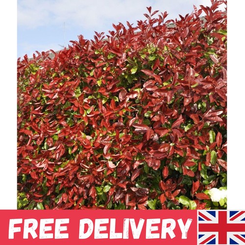 Red robin photinia pots - pots,