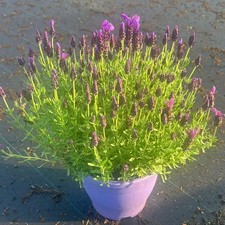 XXL Large 5L French Lavender Stoechas Plant Bush