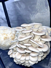 Blue Oyster Liquid Culture - Fast Colonising Strain Pleurotus ostreatus 