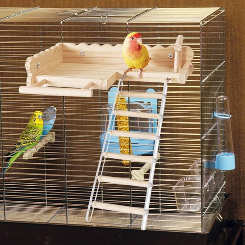 Bird perches with ladder - bird,