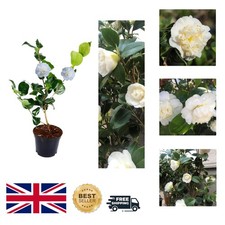 Camellia Japonica Nobilissima - 35cm Low-Maintenance White Flowering Plant