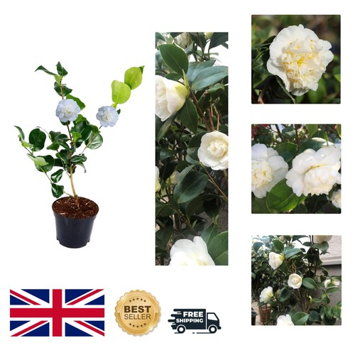 Camellia japonica nobilissima - camellia,
