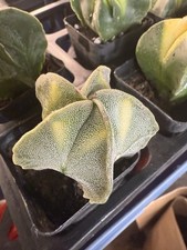 5-7cm Astrophytum myriostigma