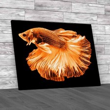 Vibrant Siamese Fighting Fish