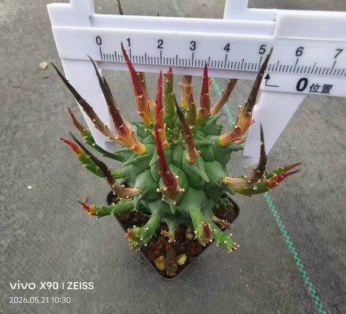 Euphorbia schoenlandii