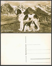 St. Bernard Dog Puppy Dog Puppies Bernhardinerhund Swiss Old Real Photo Postcard
