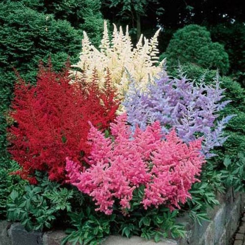 Astilbe plants mixed colours - 3,