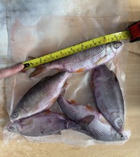 Roach - 5 Fish - Frozen Dead