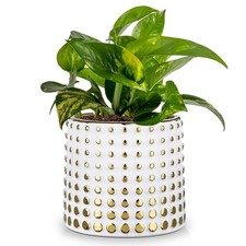 Ceramic Plant Pots Indoor, 5.7