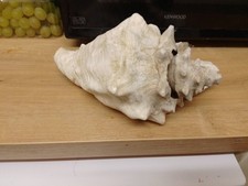 VERY LARGE TRITON SEASHELL