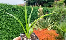Agave ellemeetiana v. subdentata - RARE - succulent - Cacti - Industrial Agaves