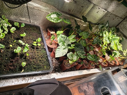 Alocasia mixed random small - 10,