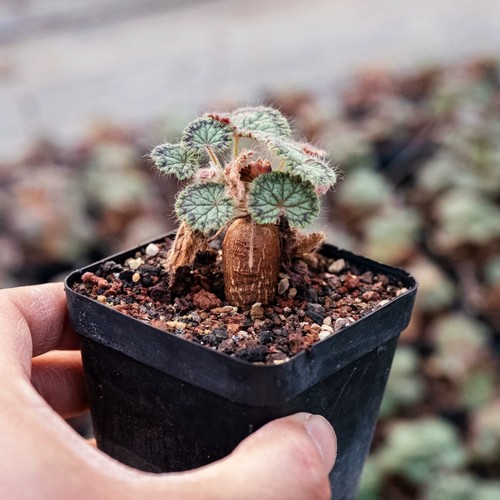 2cm succulent cactus - succulent, plant