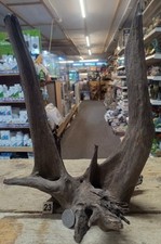 Small/Medium Corbo Root