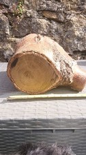 Laburnum Wood,laburnum