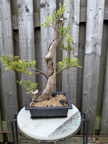 Tanuki chinese juniper bonsai - chinese,