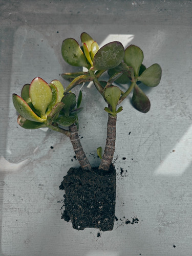 Crassula ovata jade money - -,