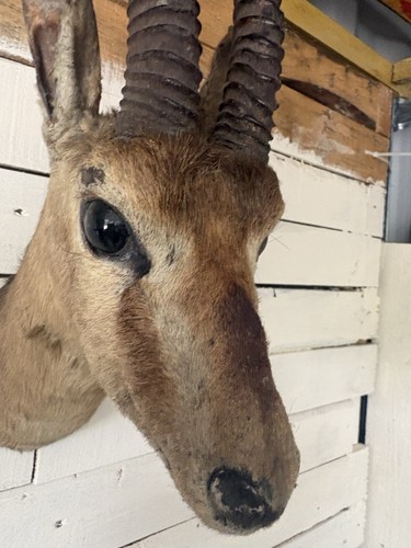 Victorian taxidermy oribi - victorian,