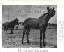 1988 Press Photo Horse at C