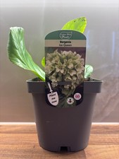 Bergenia Ice Queen 2L