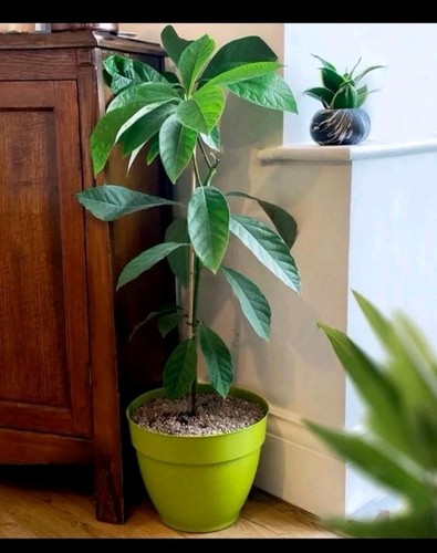 Avocado plant - avocado,