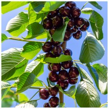 Hedelfinger Cherry Tree 3-4ft