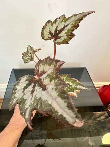 Begonia bewitched juvenile - bewitched,