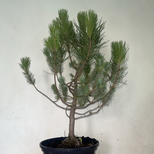 Stone pine pinus pinea - pine,