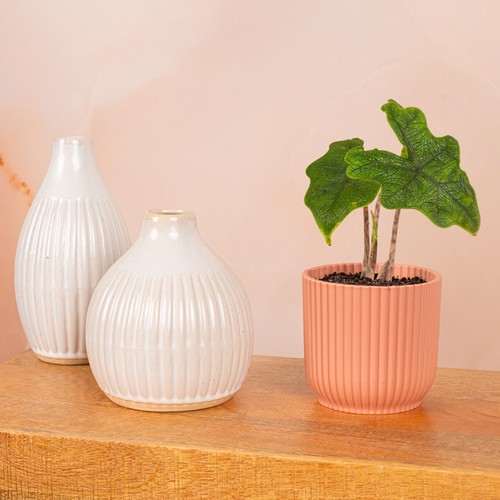 Baby alocasia baginda jacklyn - baginda,