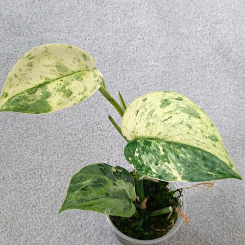 Scindapsus halimoon - scindapsus,
