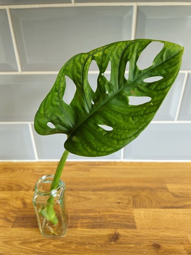Monstera adansonii single - adansonii, leaf