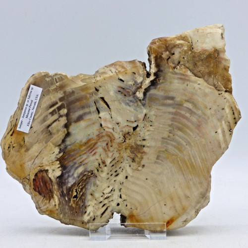 Miocene petrified fossil - petrified,