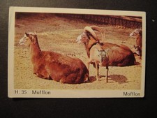 DANDY GUM WILD ANIMALS DANISH