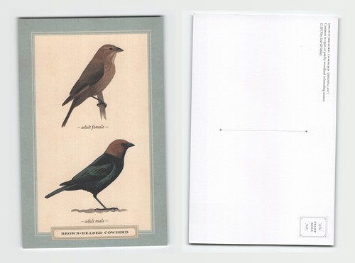 Postcard brown headed - postcard,