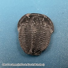 Elrathia kingi Trilobite
