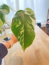 Monstera Albo Highly