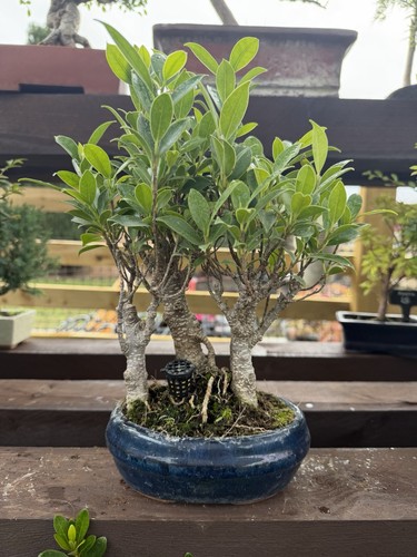 Ficus bonsai forest - ficus,