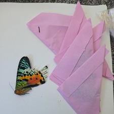 Madagascan Sunset Moth x5