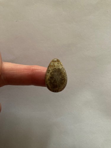 Fossil coral cabachon - fossil,