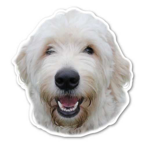Labradoodle magnet - labradoodle,