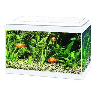 Ciano aqua aquarium with - aqua,