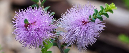 Melaleuca decusata honey - melaleuca,