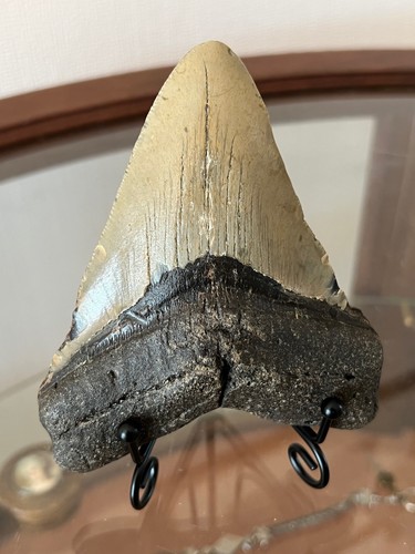 Large tooth from carcharodon - tooth,