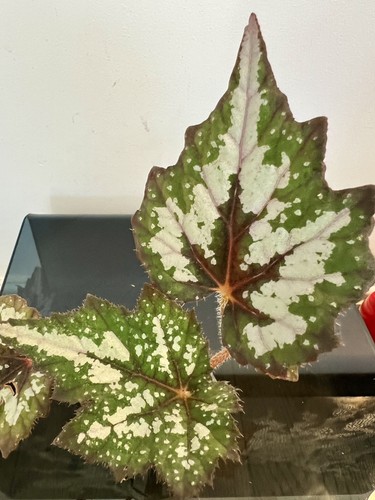 Begonia bewitched juvenile - begonia,