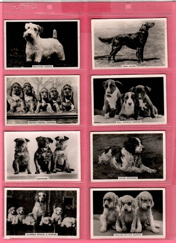 Senior service dogs 1939 full - senior,