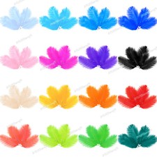 5pcs 25-30cm Natural Genuine