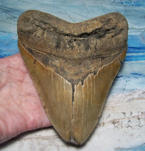 Megalodon shark tooth 8 - shark, 5/8"