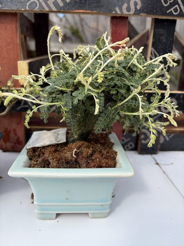 Japanese pepper bonsai - japanese,