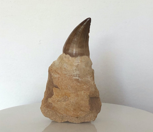 Mosasaur fossil leiodon - fossil, anceps